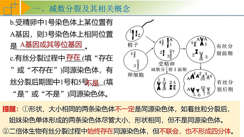 专题4.3 减数分裂和受精作用（课件）-2025年高考生物一轮复习考点归类（新高考通用）08