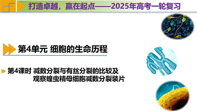专题4.4 减数分裂与有丝分裂的比较及观察蝗虫精母细胞减数分裂装片（课件）-2025年高考生物一轮复习考点归类（新高考通用）第1页