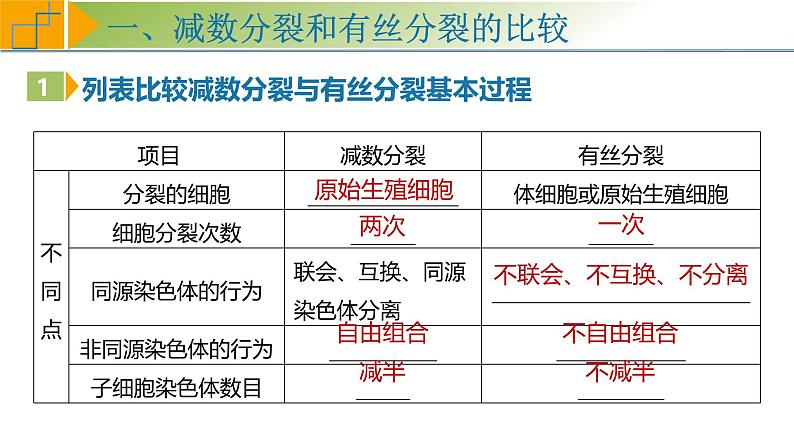 专题4.4 减数分裂与有丝分裂的比较及观察蝗虫精母细胞减数分裂装片（课件）-2025年高考生物一轮复习考点归类（新高考通用）第5页