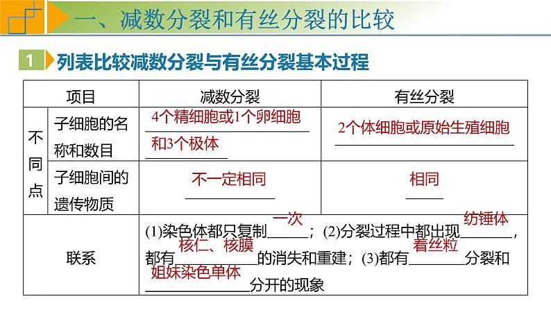 专题4.4 减数分裂与有丝分裂的比较及观察蝗虫精母细胞减数分裂装片（课件）-2025年高考生物一轮复习考点归类（新高考通用）第6页