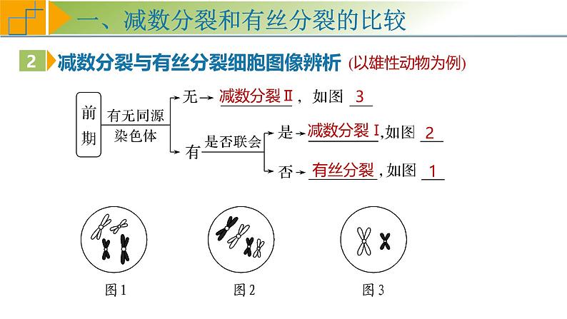 专题4.4 减数分裂与有丝分裂的比较及观察蝗虫精母细胞减数分裂装片（课件）-2025年高考生物一轮复习考点归类（新高考通用）第7页
