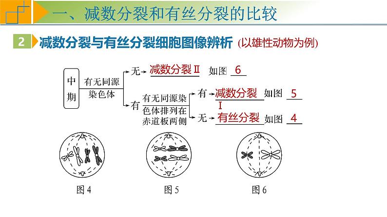 专题4.4 减数分裂与有丝分裂的比较及观察蝗虫精母细胞减数分裂装片（课件）-2025年高考生物一轮复习考点归类（新高考通用）第8页