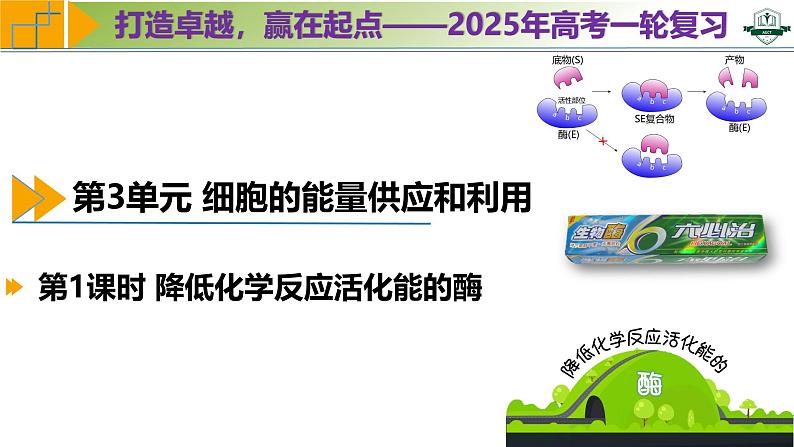 专题3.1 降低化学反应活化能的酶（课件）-2025年高考生物一轮复习考点归类（新高考通用）第1页