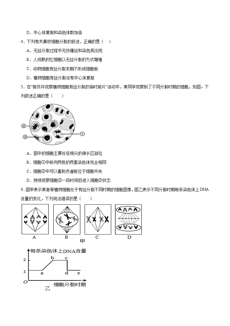 单元检测卷04  细胞的生命历程（原卷版）第2页