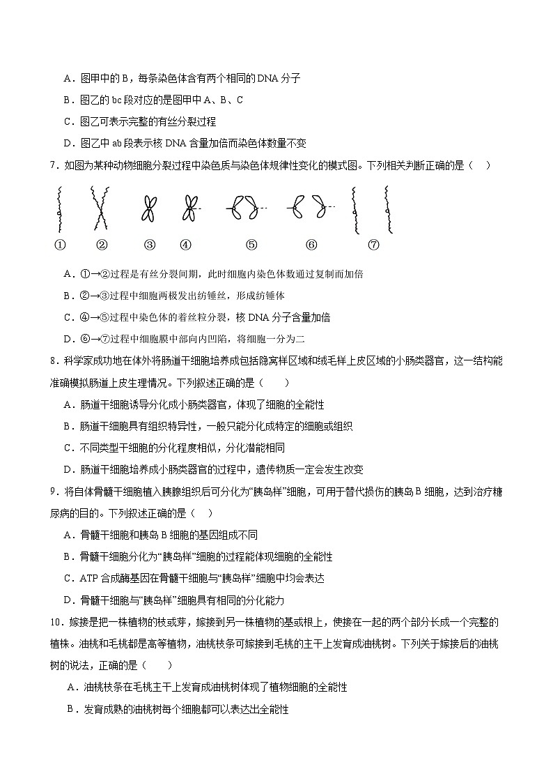 单元检测卷04  细胞的生命历程（原卷版）第3页