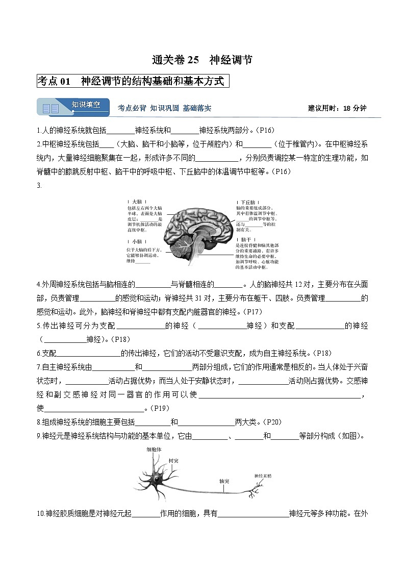 考点通关卷25 神经调节（解析版）第1页