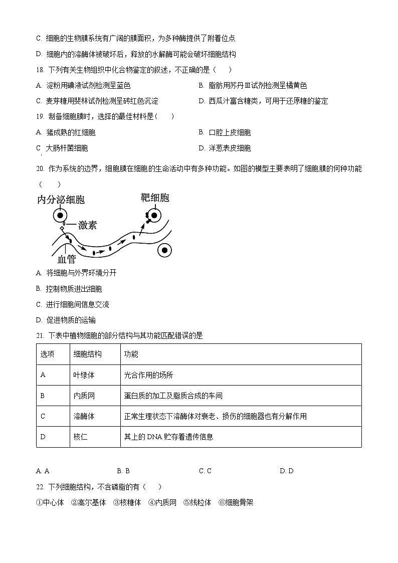 2024-2025学年高一上学期期中生物试题（原卷版）第3页