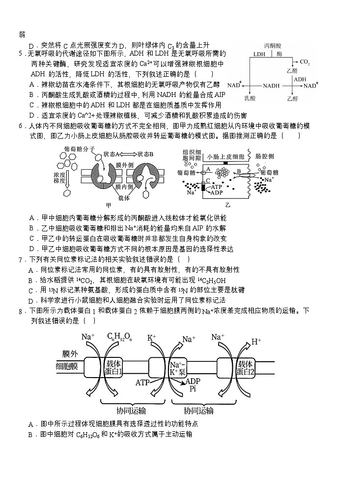 湖北省荆州市沙市区沙市中学2024-2025学年高三上学期9月月考生物试题02