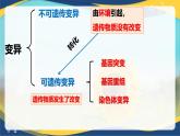 5.1 基因突变和基因重组-2024-2025学年高一生物同步课件（人教版2019必修2）