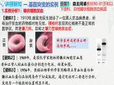 5.1 基因突变和基因重组-2024-2025学年高一生物同步课件（人教版2019必修2）