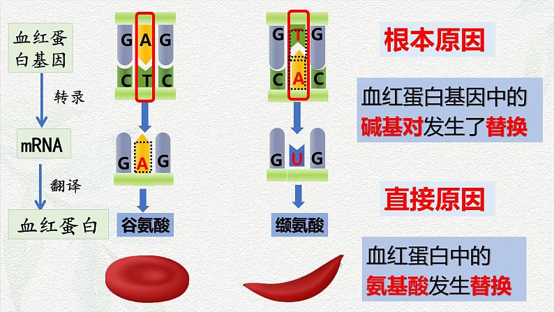 5.1 基因突变和基因重组-2024-2025学年高一生物同步课件（人教版2019必修2）06