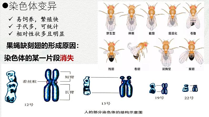 5.2 染色体变异-2024-2025学年高一生物同步课件（人教版2019必修2）第3页