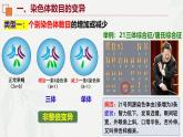 5.2 染色体变异-2024-2025学年高一生物同步课件（人教版2019必修2）