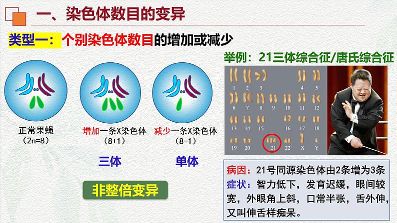 5.2 染色体变异-2024-2025学年高一生物同步课件（人教版2019必修2）第5页