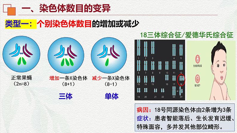 5.2 染色体变异-2024-2025学年高一生物同步课件（人教版2019必修2）第7页