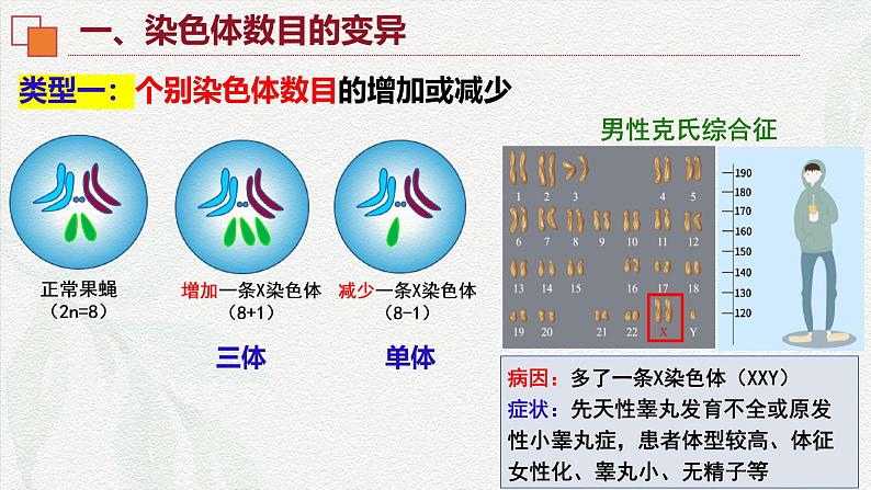 5.2 染色体变异-2024-2025学年高一生物同步课件（人教版2019必修2）第8页