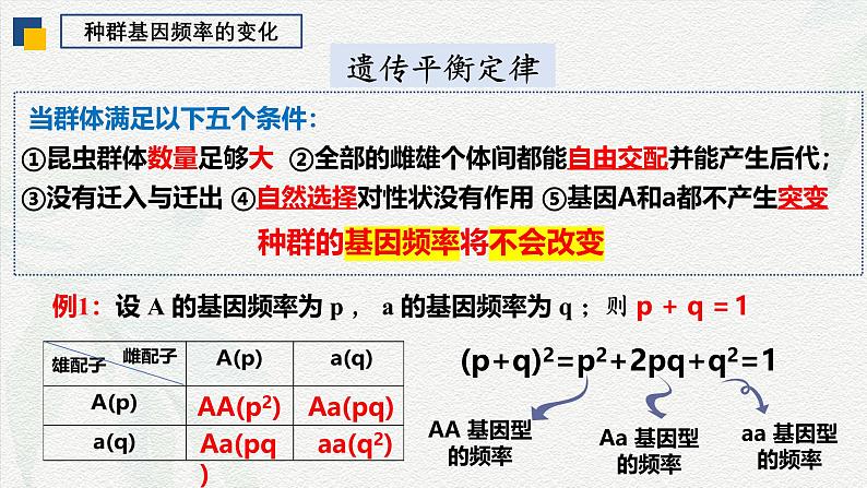 6.3 种群基因组成的变化（第1课时）-2024-2025学年高一生物下学期同步课件（人教版2019必修2）08