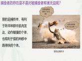 6.4 协同进化与生物多样性的形成-2024-2025学年高一生物同步课件（人教版2019必修2） (2)