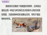6.4 协同进化与生物多样性的形成-2024-2025学年高一生物同步课件（人教版2019必修2） (2)