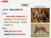6.4 协同进化与生物多样性的形成-2024-2025学年高一生物同步课件（人教版2019必修2）