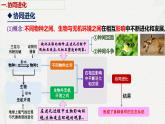 6.4 协同进化与生物多样性的形成-2024-2025学年高一生物同步课件（人教版2019必修2）