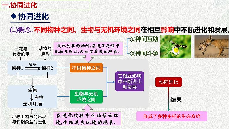 6.4 协同进化与生物多样性的形成-2024-2025学年高一生物同步课件（人教版2019必修2）05