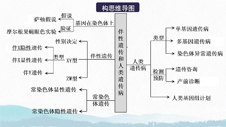 第三讲 基因在染色体上及伴性遗传--2025届高三生物一轮复习课件第4页