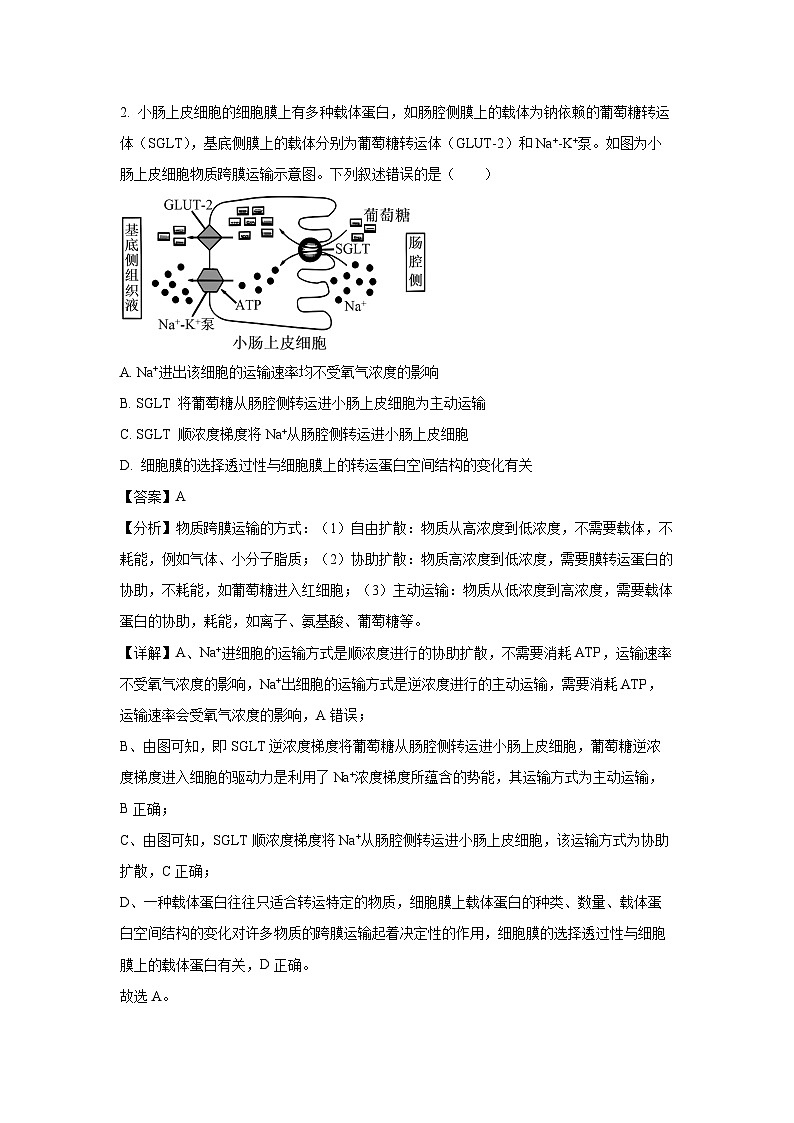 [生物]安徽省绩溪中学2024-2025学年高二上学期开学考试试题(解析版)02