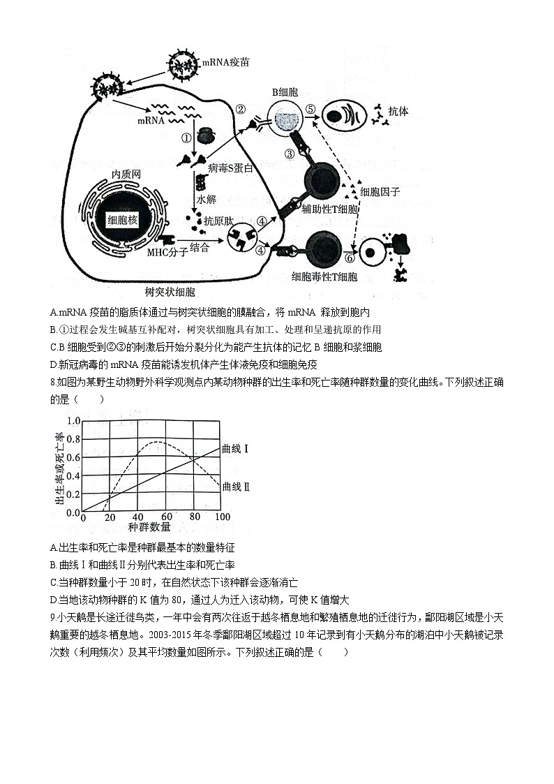 湘豫名校联考2024-2025学年高三上学期9月新高考适应性调研考试生物试卷（Word版附解析）第3页