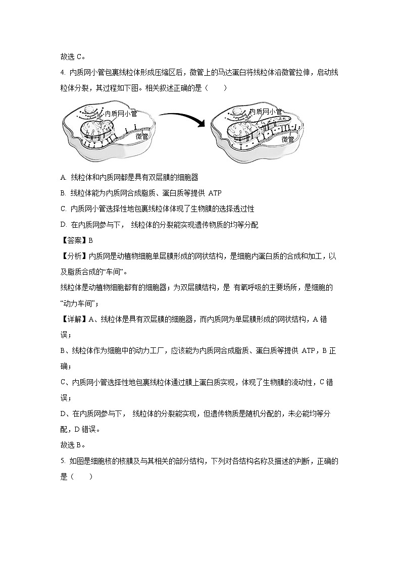 【生物】湖南省湘楚名校联考2024-2025学年高三上学期8月月考（解析版）第3页