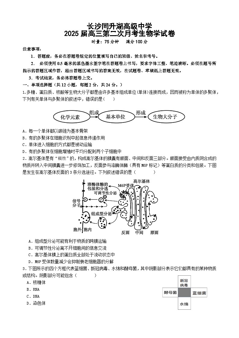 湖南省长沙市同升湖实验学校2024-2025学年高三上学期第二次月考生物试题01