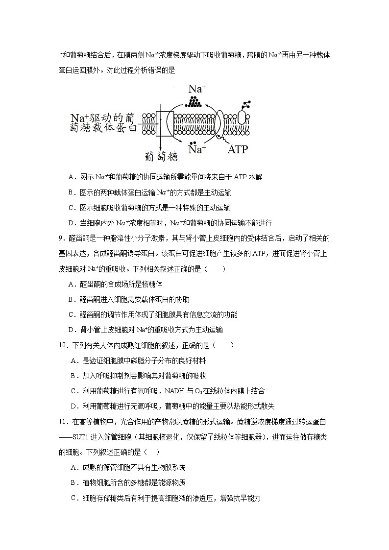 湖南省邵东市创新高级中学2024-2025学年高三上学期第二次月考生物试题03