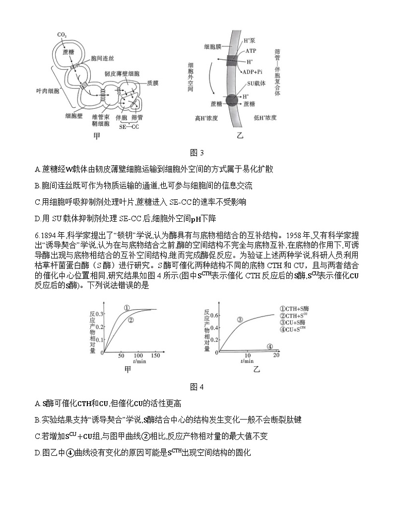 重庆市沙坪坝区重庆市第八中学校2024-2025学年高三上学期9月开学考试生物试题第3页