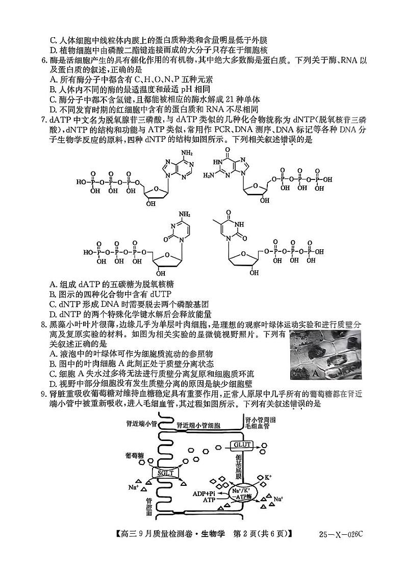 三晋卓越联盟·山西省2024-2025学年度高三9月质量检测+生物试卷第2页
