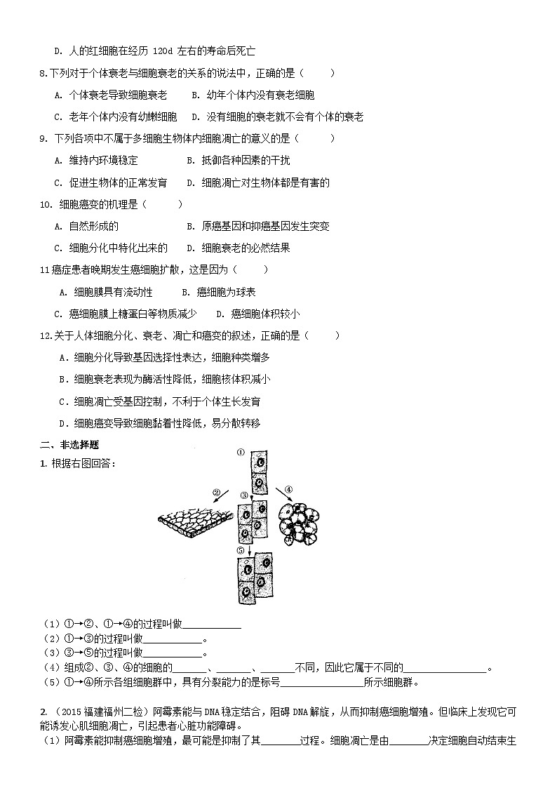 人教版高中生物必修一第十三讲细胞的分化、衰老、凋亡和癌变同步练习02