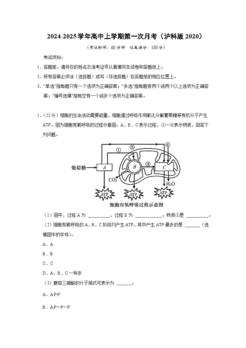 【生物】2024-2025学年高三上学期第一次月考（沪科版2020）（解析版）01