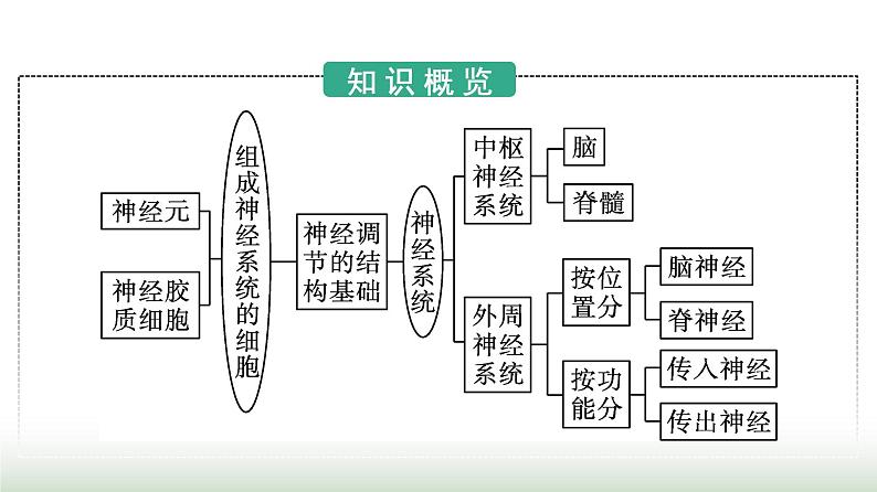 人教版高中生物选择性必修1第2章神经调节第1节神经调节的结构基础课件第3页