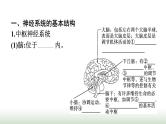 人教版高中生物选择性必修1第2章神经调节第1节神经调节的结构基础课件