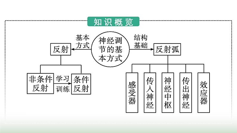 人教版高中生物选择性必修1第2章神经调节第2节神经调节的基本方式课件第3页