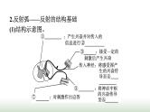 人教版高中生物选择性必修1第2章神经调节第2节神经调节的基本方式课件