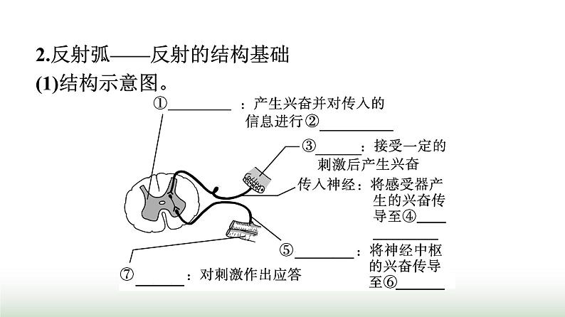 人教版高中生物选择性必修1第2章神经调节第2节神经调节的基本方式课件第5页