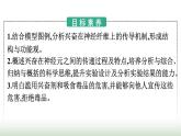 人教版高中生物选择性必修1第2章神经调节第3节神经冲动的产生和传导课件