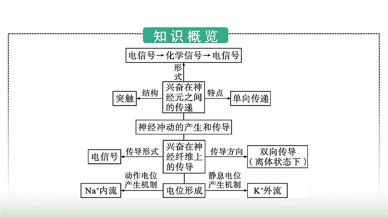 人教版高中生物选择性必修1第2章神经调节第3节神经冲动的产生和传导课件第3页