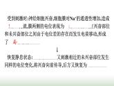 人教版高中生物选择性必修1第2章神经调节第3节神经冲动的产生和传导课件