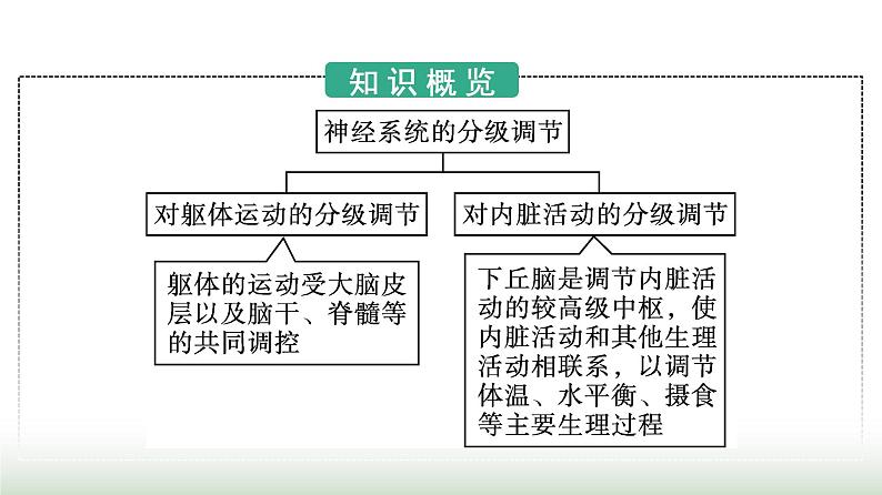 人教版高中生物选择性必修1第2章神经调节第4节神经系统的分级调节课件第3页