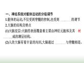 人教版高中生物选择性必修1第2章神经调节第4节神经系统的分级调节课件