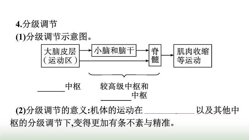 人教版高中生物选择性必修1第2章神经调节第4节神经系统的分级调节课件第6页