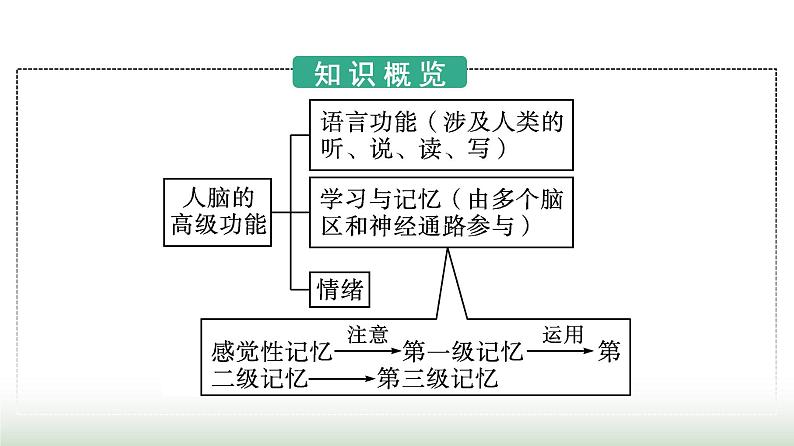 人教版高中生物选择性必修1第2章神经调节第5节人脑的高级功能课件第3页