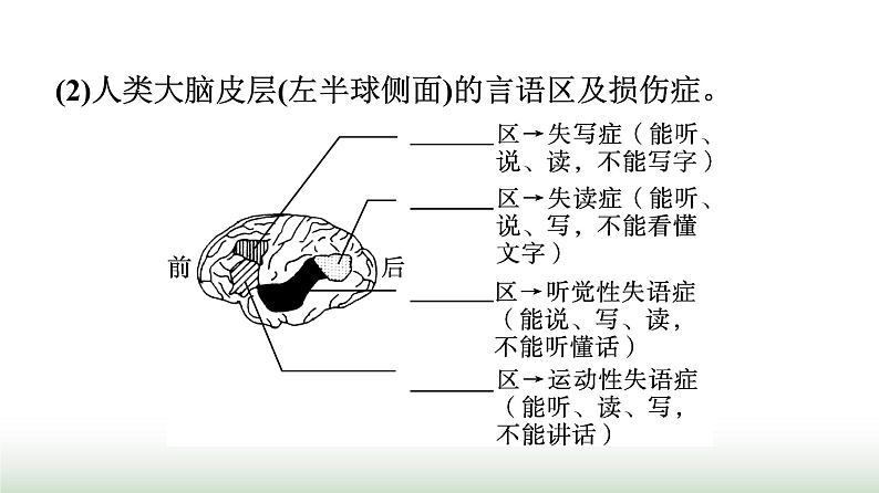 人教版高中生物选择性必修1第2章神经调节第5节人脑的高级功能课件第6页