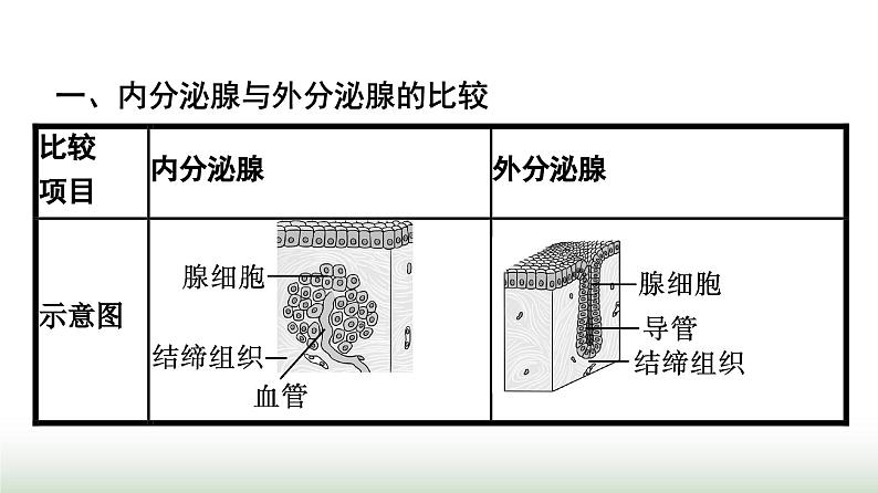 人教版高中生物选择性必修1第3章体液调节第1节激素与内分泌系统课件04